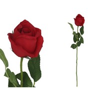 ROSA NATURAL CM.58 